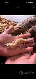 Geco leopardino