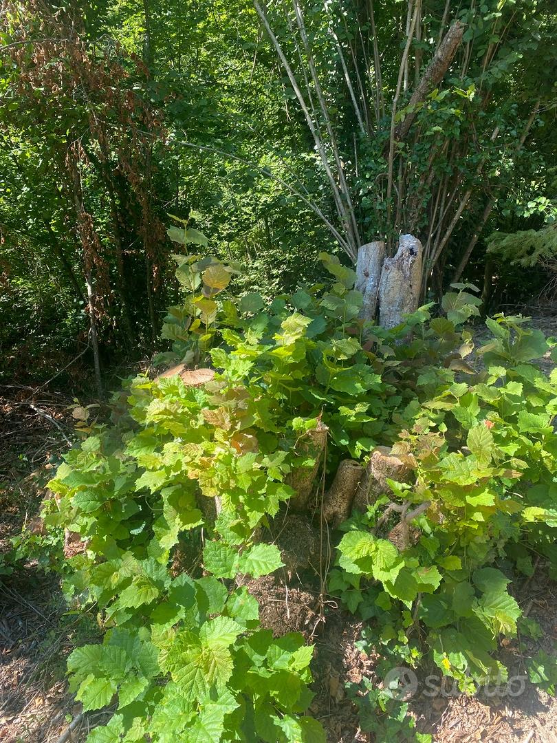 Terreno 9.280 mq con sorgenti Ceriana (IM) - Vista 5