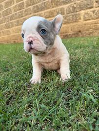 Bulldog francese