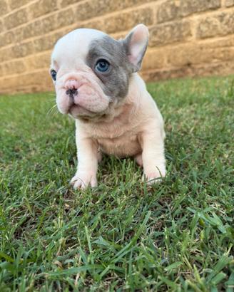 Bulldog francese