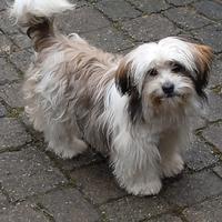 Cucciole Lhasa Apso