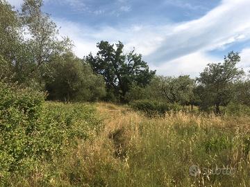 Terreno agricolo a Montecalvoli ( PI )