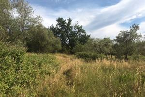 Terreno agricolo a Montecalvoli ( PI )