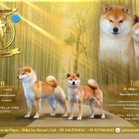 Cuccioli di shiba inu con pedigree pluri campioni