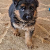 Disponibili splendidi cuccioli di pastore tedesco