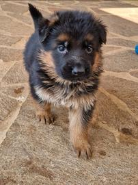 Disponibili splendidi cuccioli di pastore tedesco