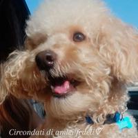 Disponibile per monte