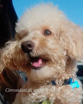 Disponibile per monte