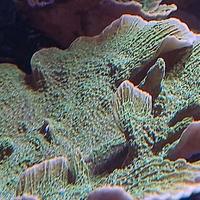 Corallo acquario marino