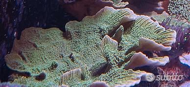 Corallo acquario marino