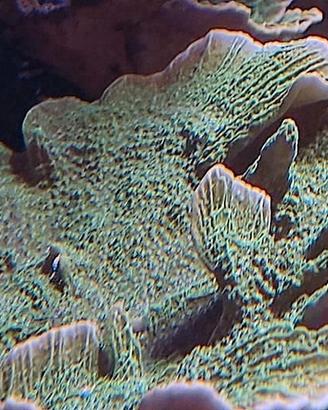 Corallo acquario marino