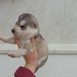 Husky con pedigree ENCI