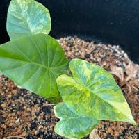 ALOCASIA GAGEANA AUREA