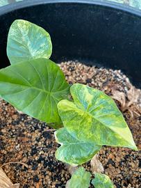 ALOCASIA GAGEANA AUREA