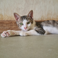 Stupendo gattino dagli occhi verdi