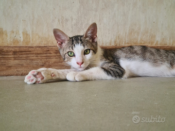 Stupendo gattino dagli occhi verdi