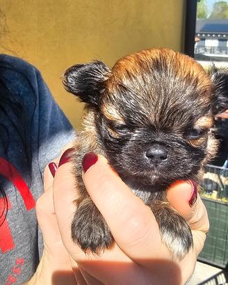 Chihuahua pelo lungo maschietto