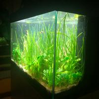ACQUARIO JUWEL RIO 125