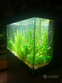 ACQUARIO JUWEL RIO 125