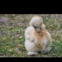 Moroseta e padovane ciuffate