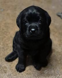 Cuccioli di Labrador Retriever