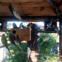 Cocorite e altri pappagalli