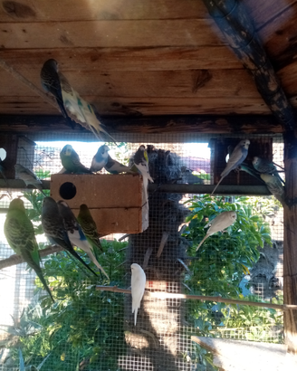 Cocorite e altri pappagalli