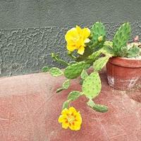 Fico d'india nano - Opuntia