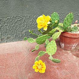 Fico d'india nano - Opuntia