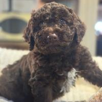 Cuccioli di Lagotto Romagnolo