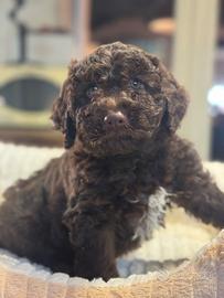 Cuccioli di Lagotto Romagnolo