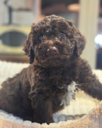 Cuccioli di Lagotto Romagnolo