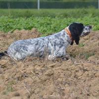 Addestramento e/o Allenamento cani da caccia