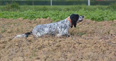 Addestramento e/o Allenamento cani da caccia
