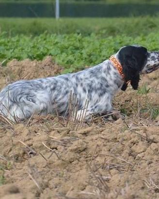 Addestramento e/o Allenamento cani da caccia