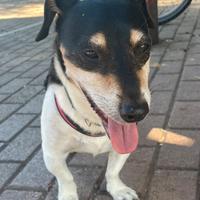 Jack Russell Terrier