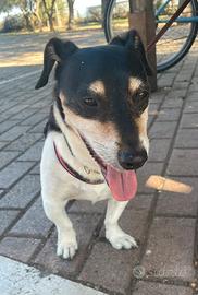 Jack Russell Terrier