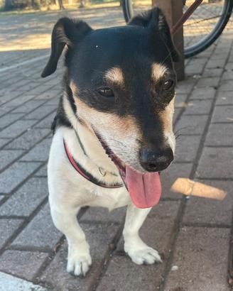 Jack Russell Terrier