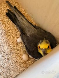 Pulli calopsite allevati a mano