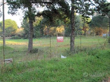 Terreno di 3500 m² a Cellole