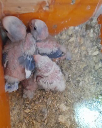 Pulli inseparabili