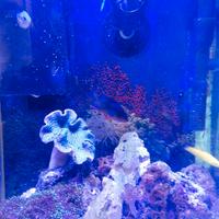 Pesci marini tropicale