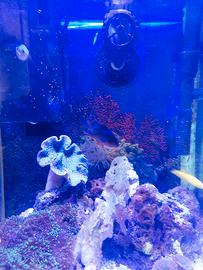 Pesci marini tropicale