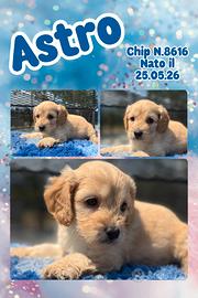 Cockapoo maschi