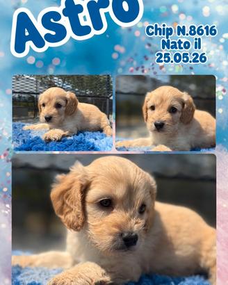 Cockapoo maschi