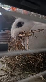 Coniglia nana hotot
