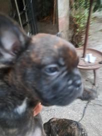 BULLDOG FRANCESI