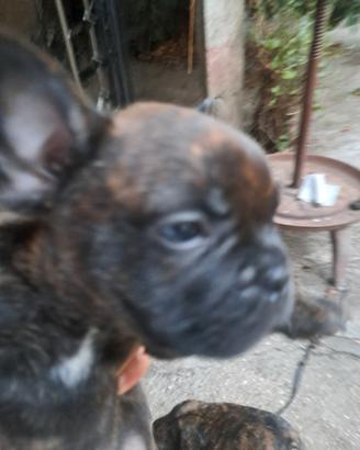 BULLDOG FRANCESI