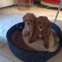 Cuccioli di barboncino mini Toy