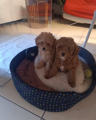 Cuccioli di barboncino mini Toy